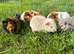 Beautiful Baby Guinea pigs Rex & Rosette 5 weeks old