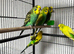 Beautiful Home Bred Young Budgies