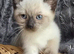 Gorgeous ragdoll cross kittens.