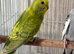 Baby budgies