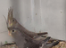 Young cockatels for sale.