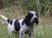 Show Type Cocker Spaniel Puppies