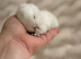 Mum and daughter Mini lop duo