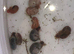 Ramshorn snails