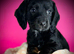 KC cocker spaniel puppies