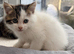 2 half Persian boy kittens, ready now