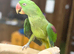 Alexandrine parrot