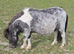 Bay Roan and White 1yr old mini colt