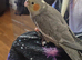 Hand reared silly tame cockatiels