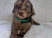 Beautiful F1 Cavapoo Puppies READY TO LEAVE