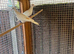 Barbary Doves