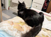 We have a beautiful black Maine coon 5 months old