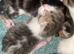 Tabby kittens