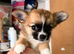 Adorable pure chihuahuas