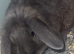 &pound;65 Rare female blue sint -niklaas mini lop