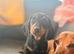 Beautiful black & tan female msh dachshund