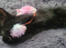 Last one beautiful little boy kitten are looking for a new home