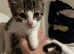 Simba needs a new loving home