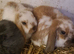 Lovely mini lops