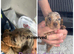 KC miniature dachshund puppies
