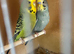 Breeding pair of budgie