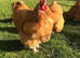 Buff Orpington (Large Fowl) Hatching eggs x 6 eggs