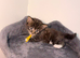 Kittens for sale
