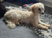 Female miniature poodle
