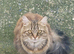 Two maine coon/ persian females for forever home