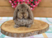 Baby Mini Lops