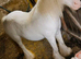 13&rsquo;1 - 17yo - mare