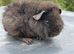 Baby Teddy Female