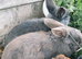Mini lop eared rabbits
