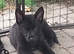 Rare all black German Shepherd male puppies