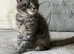 Stunning Maine coon kitten for sale