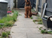 Rotti x presa read advert