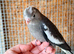 Baby cockatiels