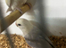 Peach face aqua/turquoise-type colour mutation Love birds