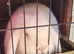 1 adult male 1 adult female 1 unknown baby mini lops with hutches
