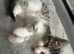 Beautiful Kitten