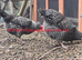 Chickens for sale