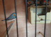 Zebra finches