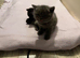 BEAUTIFUL BRITISH SHORTHAIR/LONGHAiR IN MANCHESTER