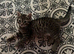 Beautiful rag doll cross kittens