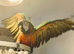 Harlequin macaws