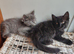 4 Fluffy domestic longhair kittens