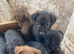 Patterdale puppies