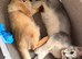 Two Gorgeous Abyssinian Kittens 
