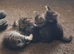 Maine Coon  kittens for sale