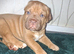 muscle mastiff puppies